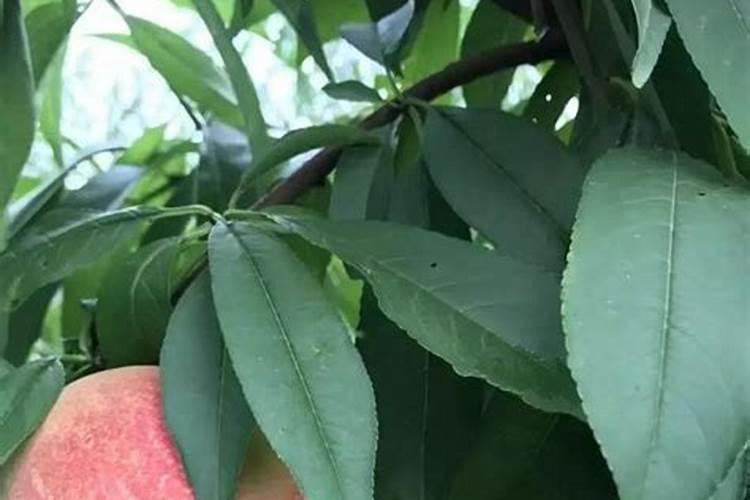 打什么物质能让水果变甜