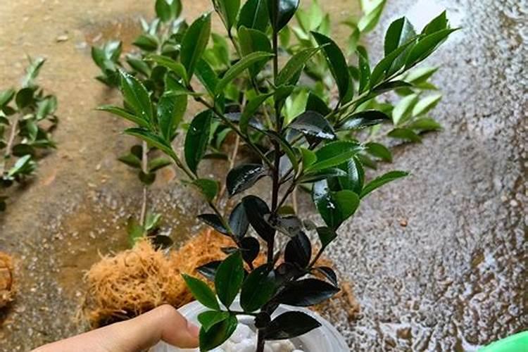 茶花移栽后叶子发黄怎么办？