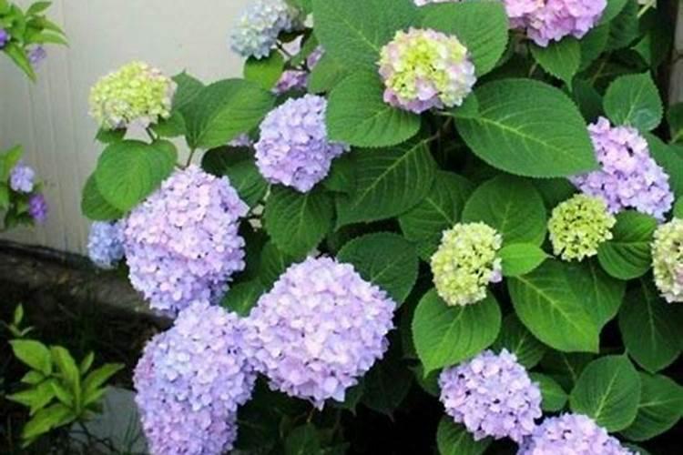 施什么肥可以促进开花施什么肥能促进开花