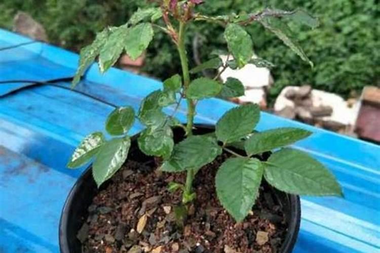 我的月季花的整个生长期该怎样施肥麻烦哪个大神告诉我一下？