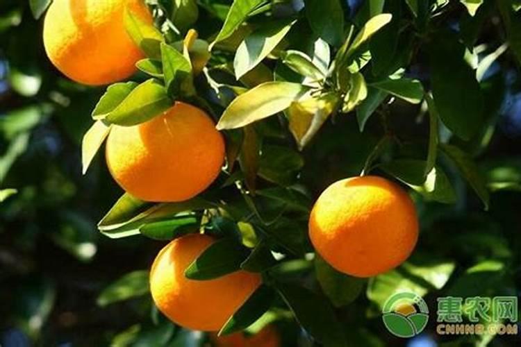 磷肥对柑橘的作用