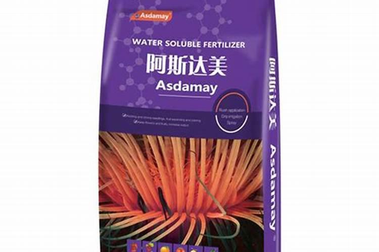 菊花都长出花骨朵了还要摘心吗？