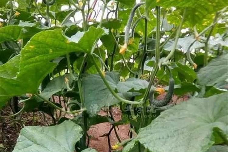 黄瓜开花结果期怎么施肥和管理