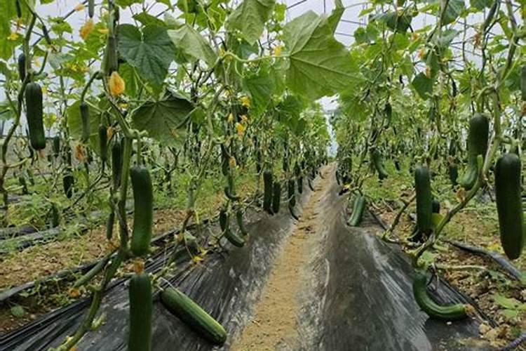 黄瓜挂果期追施用的肥料？黄瓜结果期施什么肥料好？