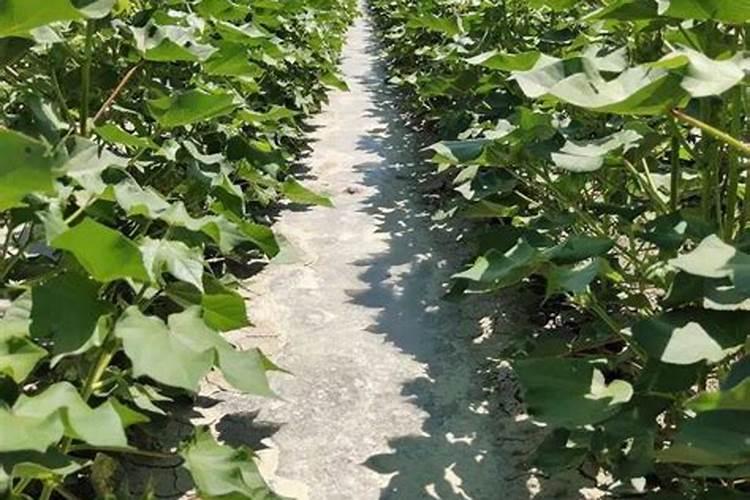 棉花想要高产应该如何施肥？棉花高产施肥技术!