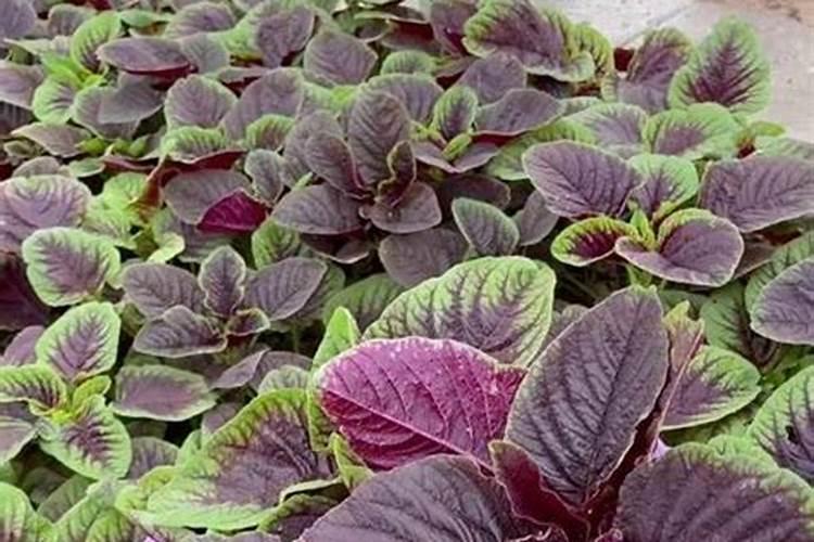 苋菜施肥用复合肥还是尿素好？