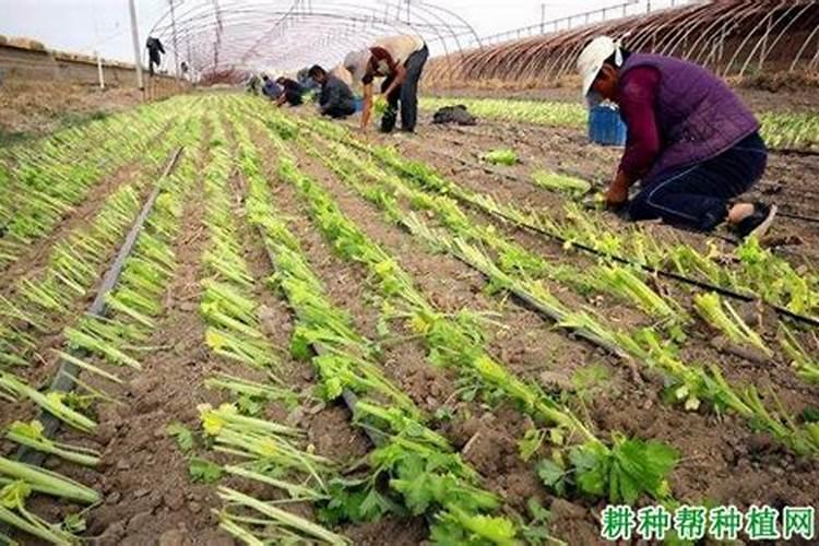 芹菜浇水冲施什么肥料