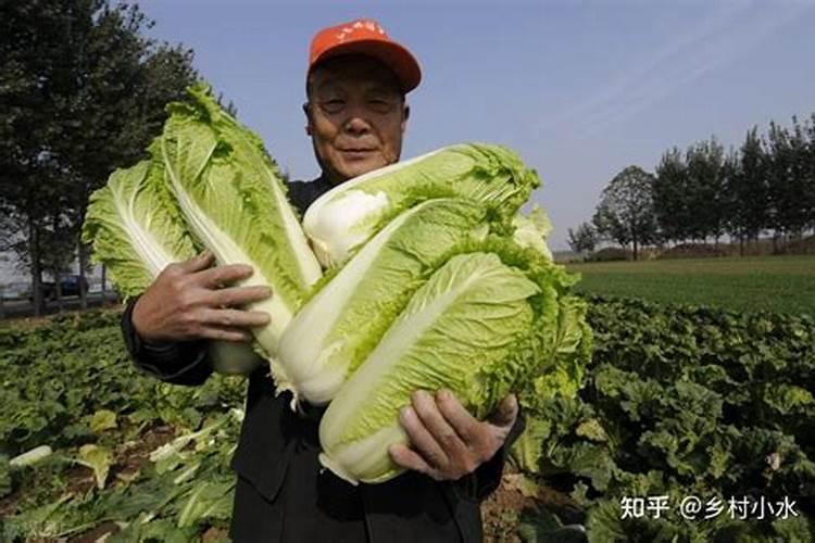 白菜叶面肥的使用方法