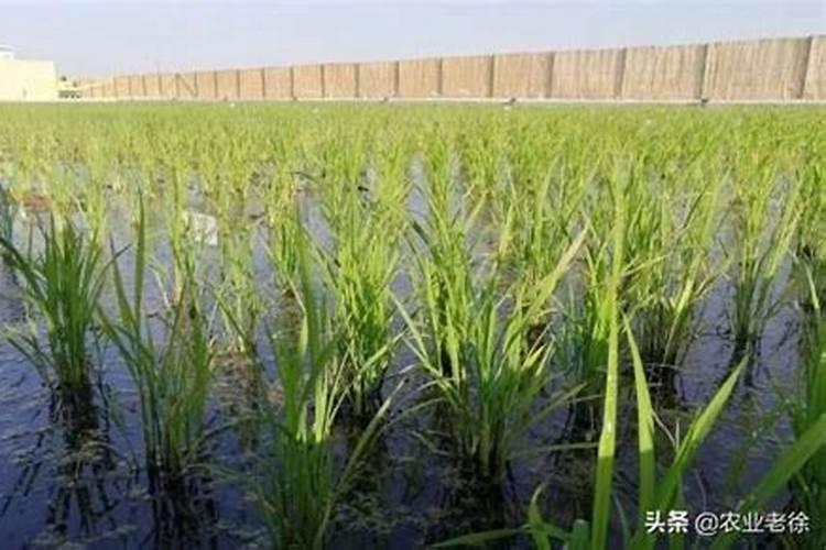 水稻施钾肥正确方法