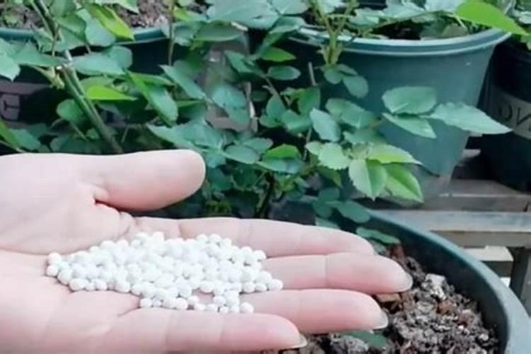 月季花施肥方法怎样给月季花施肥