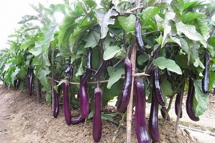 哪种氮肥最适宜作根外施肥？各种作物容许喷施的尿素浓度是多少？