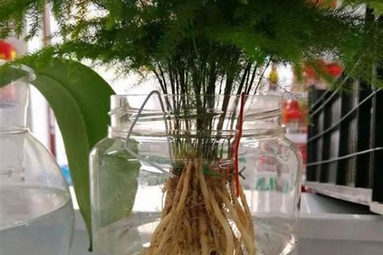 想问一问,盆栽蓝莓怎样施肥增加甜度和大小