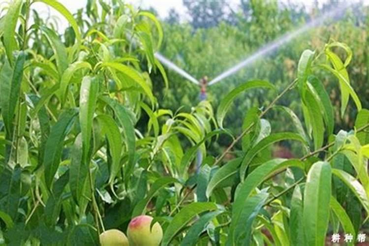 草莓用什么肥料果子又大又甜