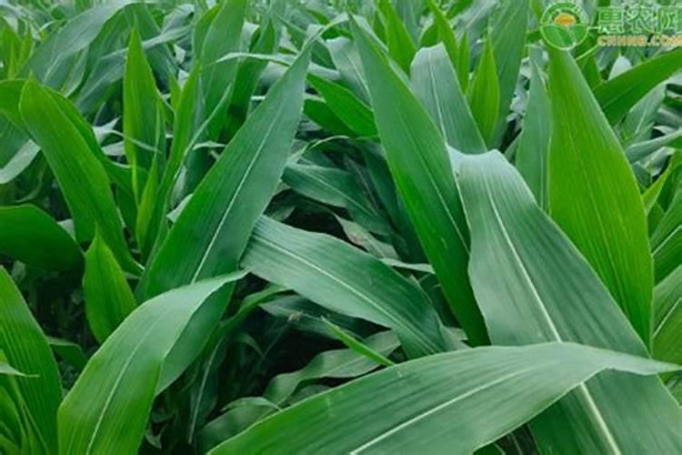 一亩玉米地该施多少肥料？