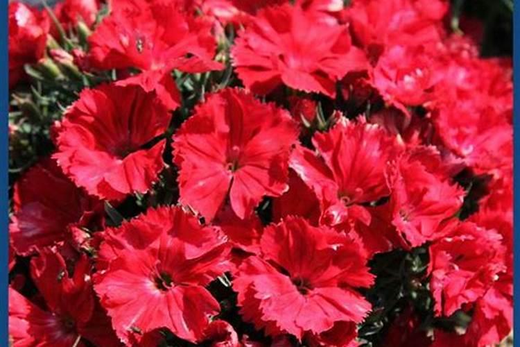 石竹梅鲜切花怎么种植