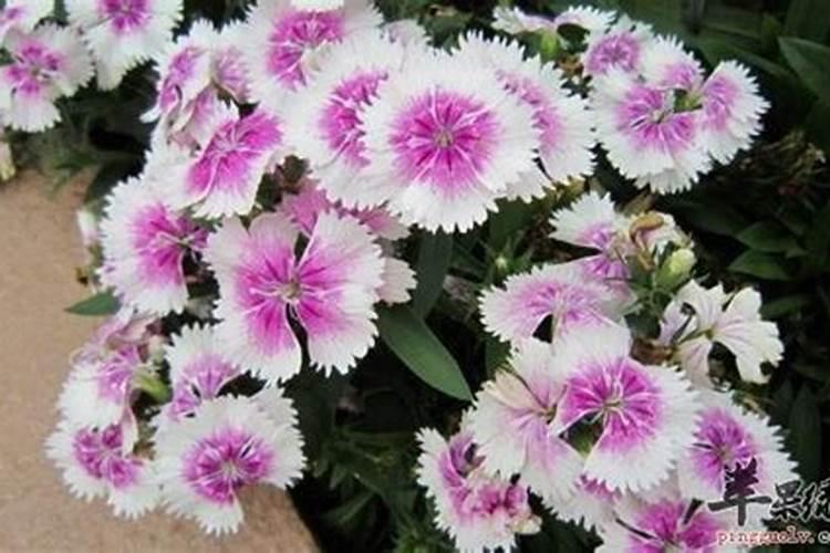 石竹梅种植技术 施肥 用药 技术