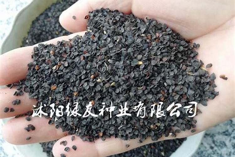 石竹多少钱一棵？2020年石竹价格最新行情预测