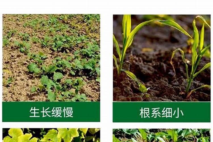 冬季青菜施肥方法