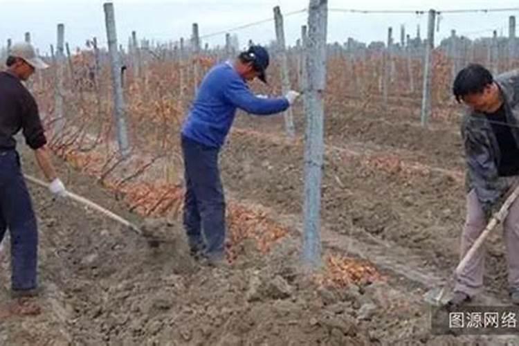 盆栽葡萄强制休眠(盆栽葡萄强制休眠技巧,如何让葡萄树进入冬眠...