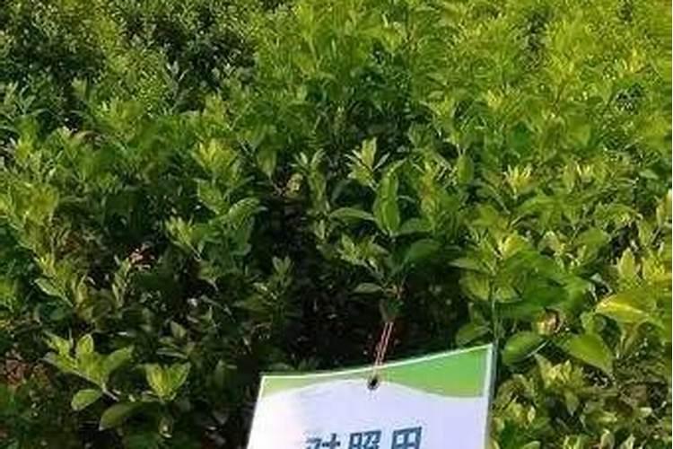 水溶肥一般几天见效