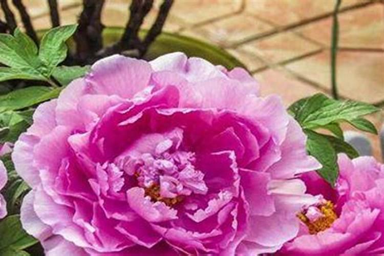 牡丹施肥方法,用什么肥好