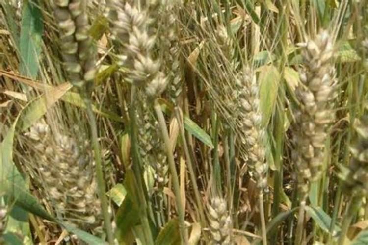 东北适合用哪种化肥