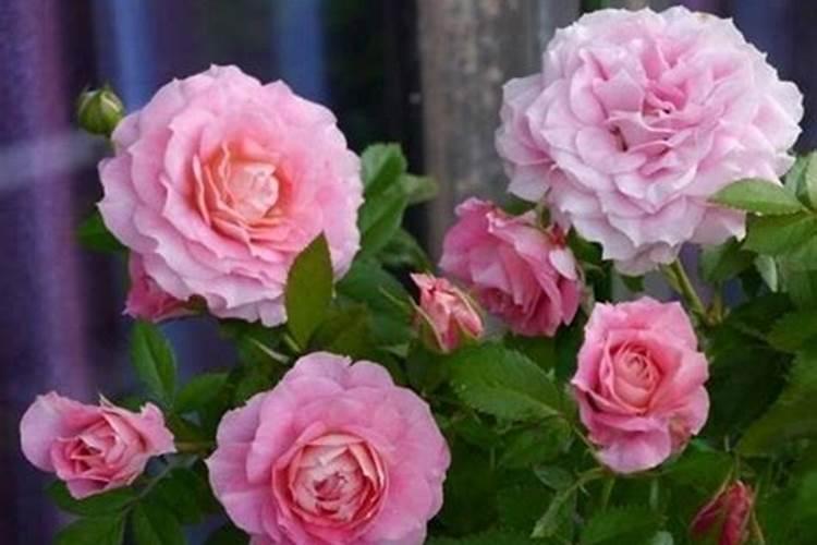 月季花可以用磷酸二氢钾肥吗(盆栽月季施什么肥最好)