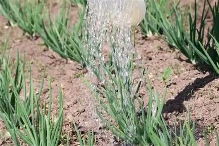 ...盆栽葱施肥时间表,掌握最佳施肥时间,让葱郁葱葱!)