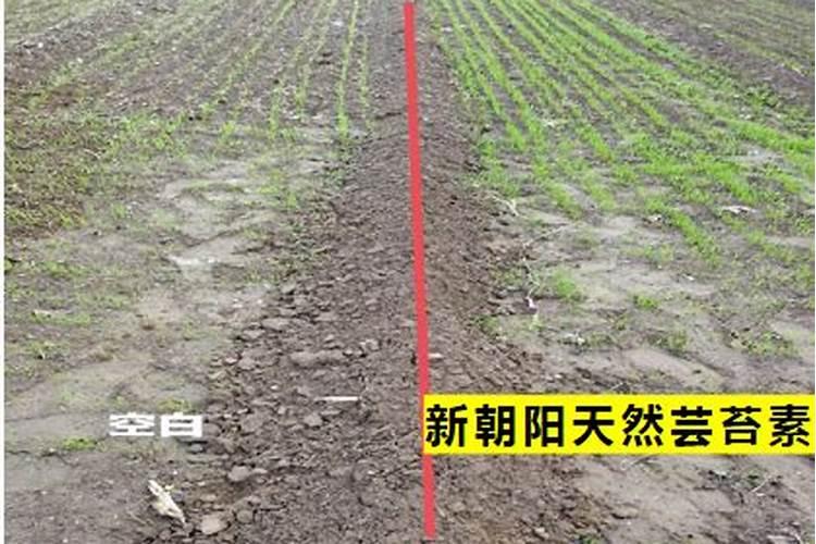 赤霉素和芸苔素哪个好