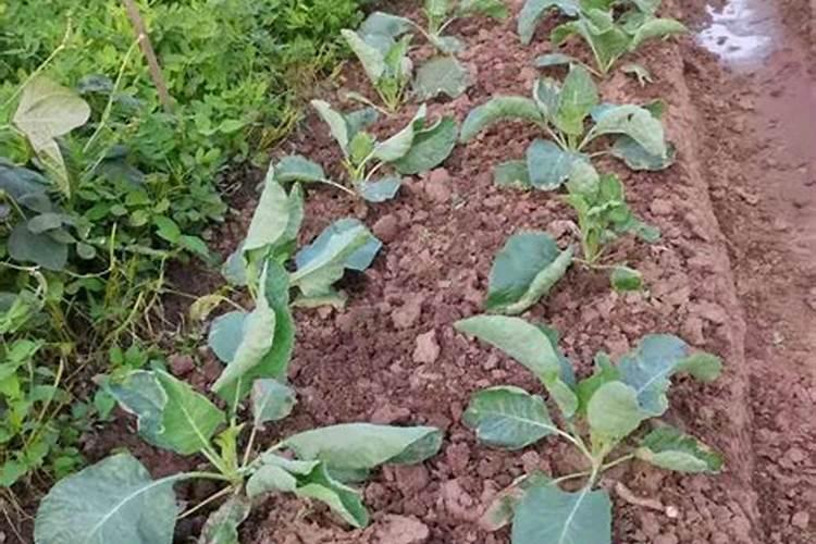 陆地直播种植松花菜可以吗