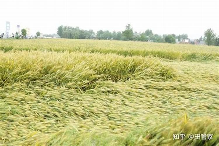 插秧是水稻还是小麦,插秧后什么时候开始追肥