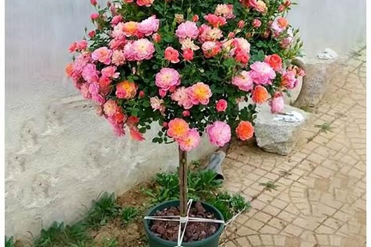 高钾肥适合浇什么花