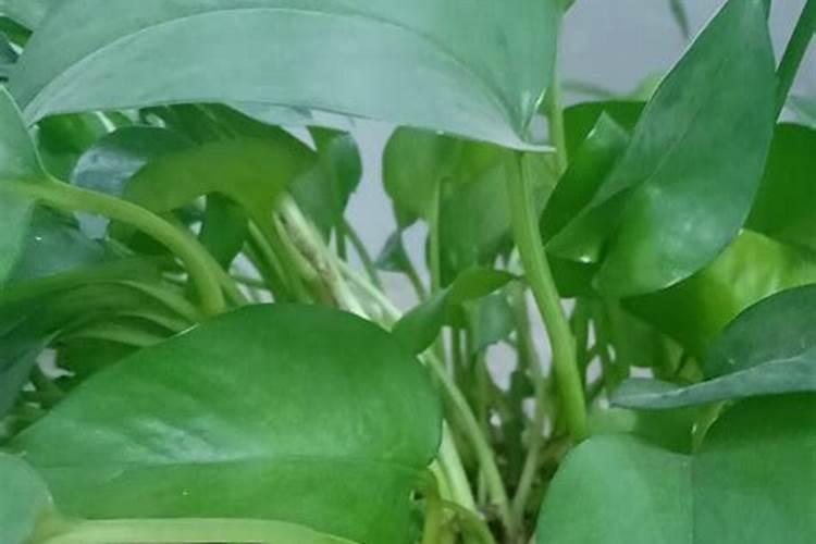 绿萝用什么叶面肥好