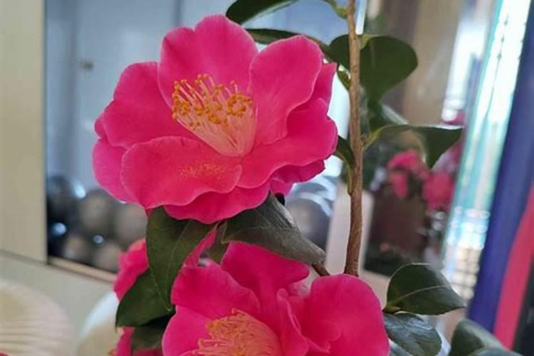 茶花如何施肥长得好