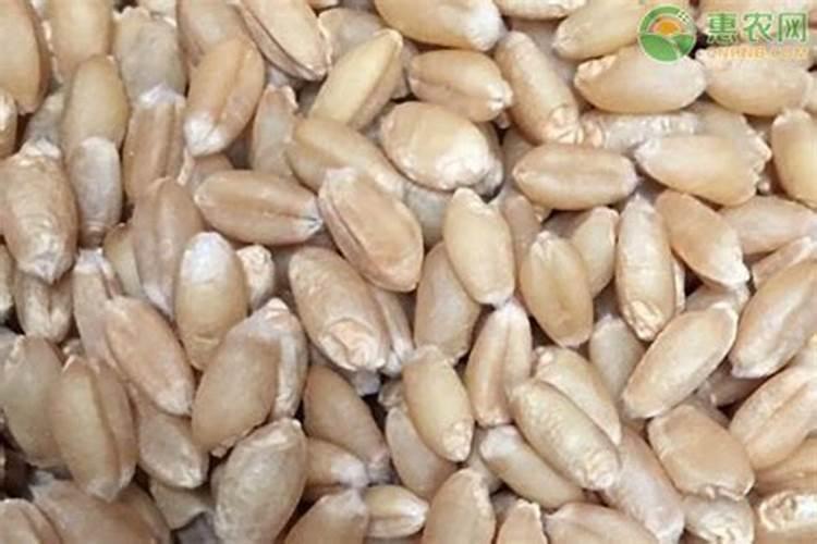 种麦子用什么肥料好？