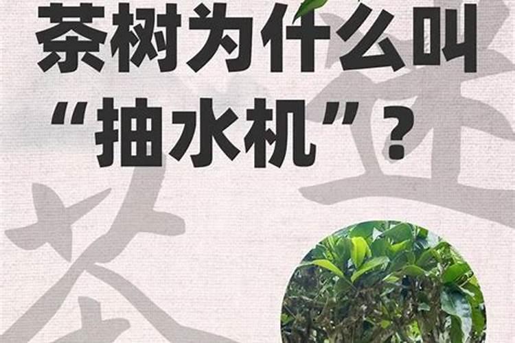 茶树用什么肥料好