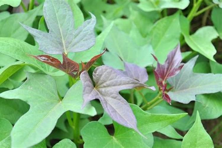 红薯叶什么肥最旺