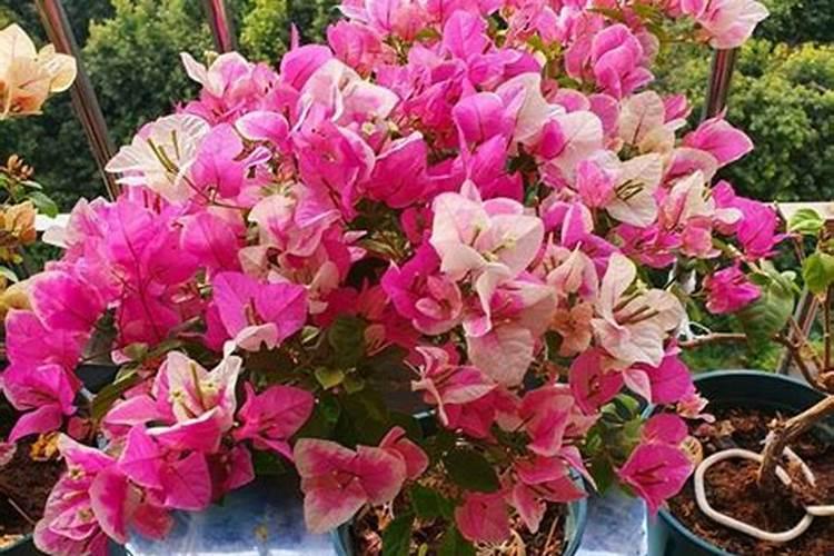 槐树的花可以作磷肥吗？