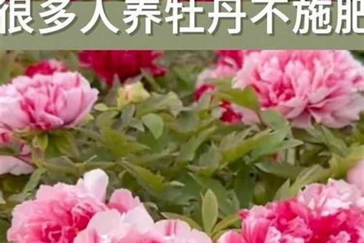 叶面肥高温天气几点打好