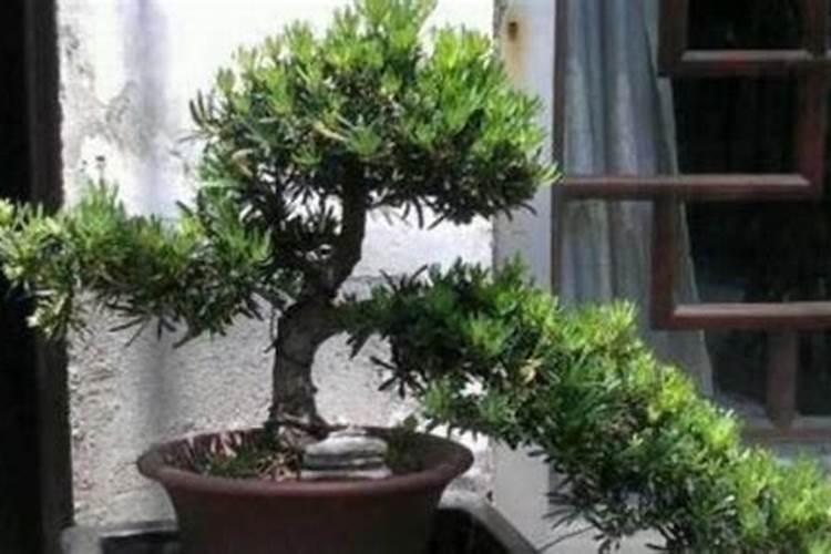 罗汉松施什么肥好,罗汉松施饼肥、粪肥最好