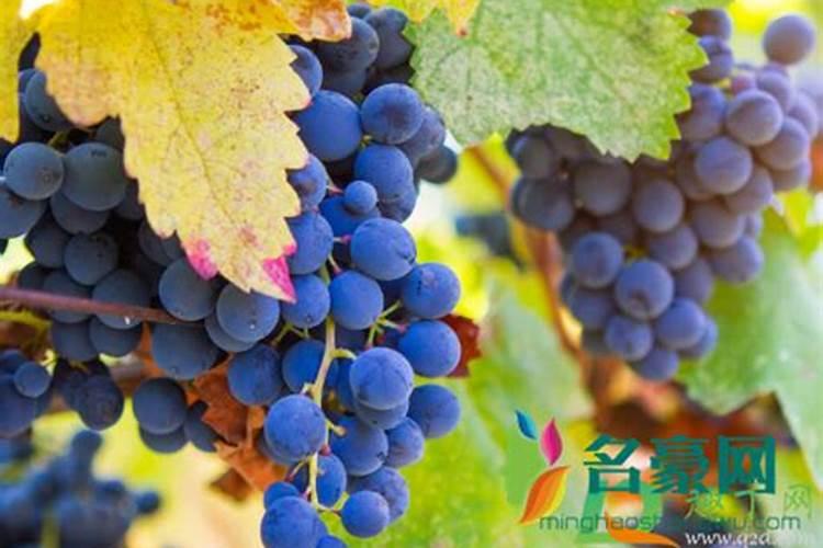 葡萄什么时候施肥最好,怎样施肥产量高？