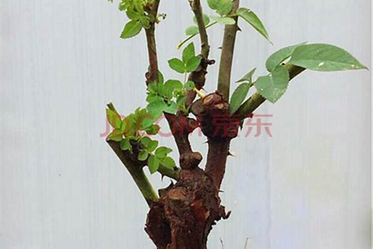 第一年阳光玫瑰栽培养殖方法