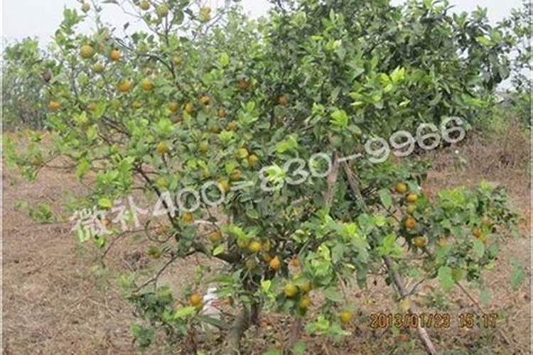 石榴树肥施多了果子会好吗