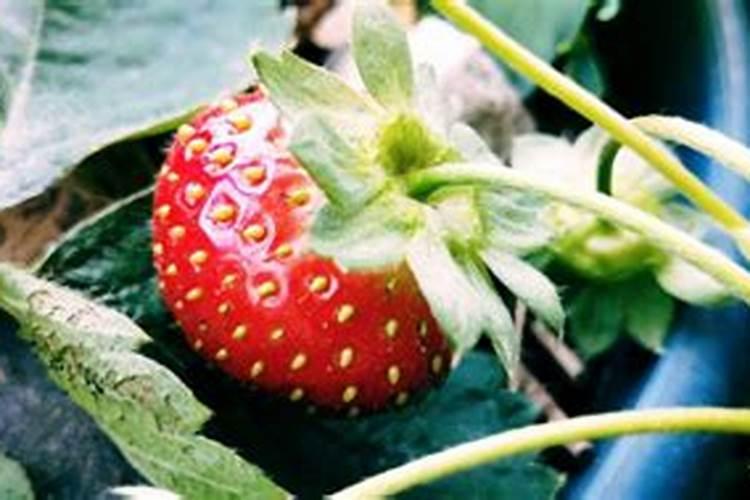 百香果果实不饱满是什么原因