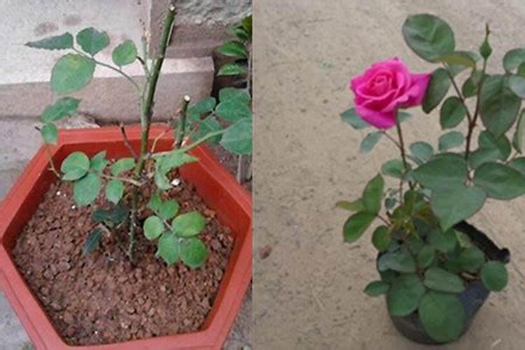 月季花怎么施肥月季花施什么肥好