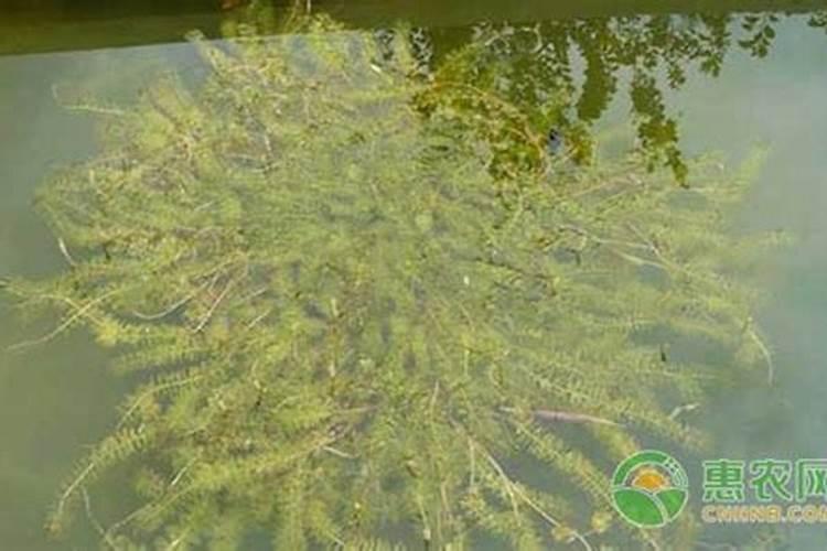 轮叶黑藻喜欢什么肥料