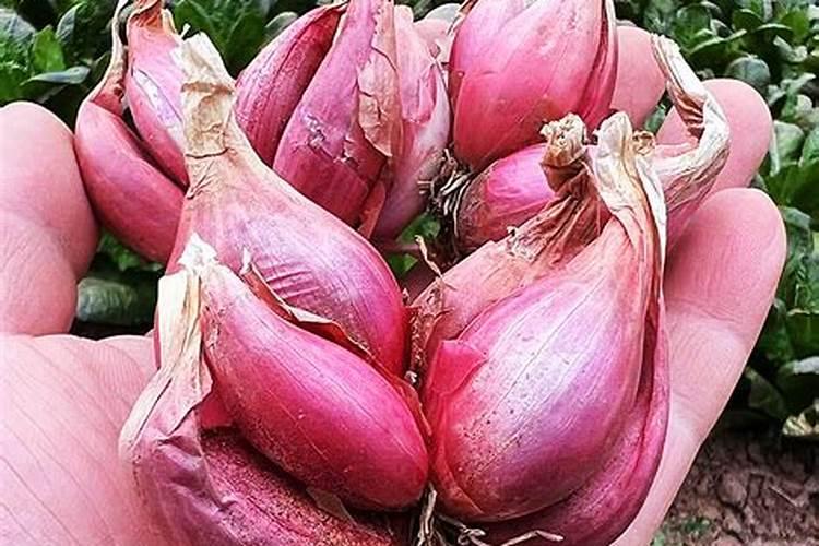 洋葱中后期追施什么肥,需要种多久才能收获