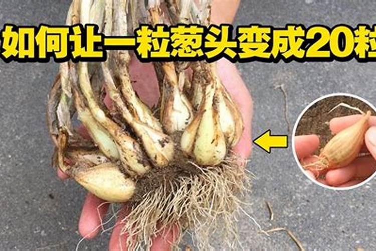 种植洋葱用啥肥料