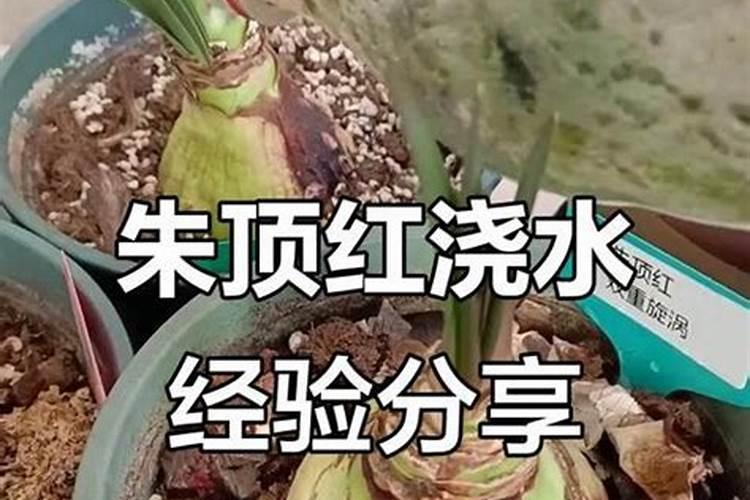 冬天玉树怎么施肥最好十五？