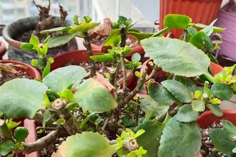 玉树冬天可以施肥吗？